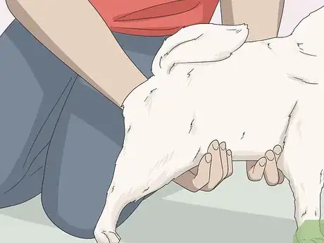 Image intitulée Express a Paralyzed Dog's Bladder Step 12