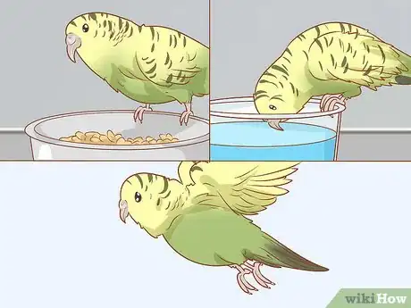 Image intitulée Treat Diarrhea in Parakeets Step 9
