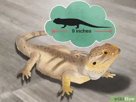 Image intitulée Tell the Age of a Bearded Dragon Step 6