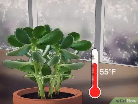 Image intitulée Grow a Jade Plant Step 10