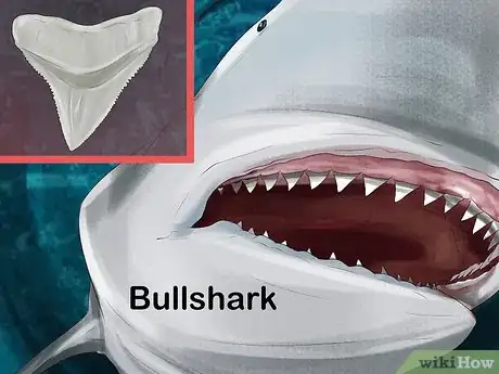 Image intitulée Identify Shark Teeth Step 7