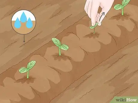 Image intitulée Grow Watermelons Step 6