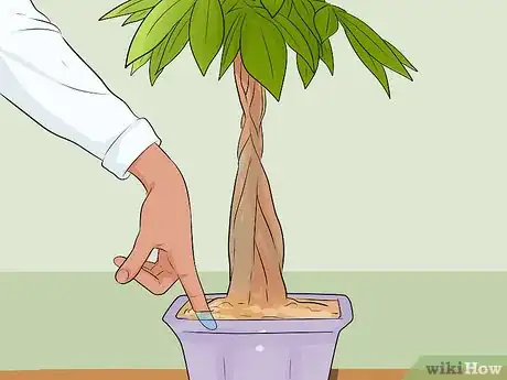 Image intitulée Care for a Money Tree Step 5