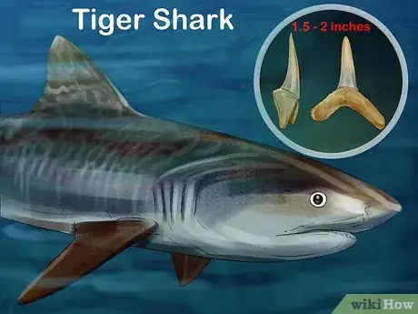 Image intitulée Identify Shark Teeth Step 6