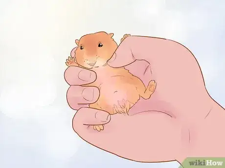 Image intitulée Care for Dwarf Hamsters Step 14