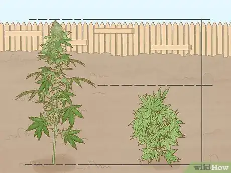 Image intitulée Tell the Difference Between Indica and Sativa Step 8