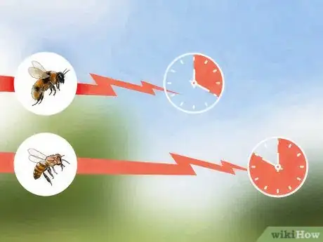 Image intitulée Identify Africanized Honey Bees Step 3