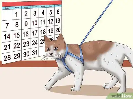 Image intitulée Leash Train a Cat Step 9