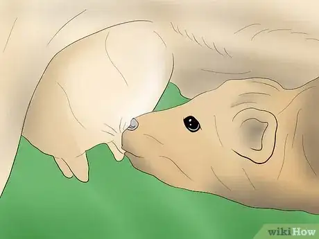 Image intitulée Help a Cow Give Birth Step 8