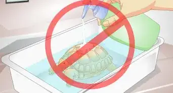 baigner une tortue de terre