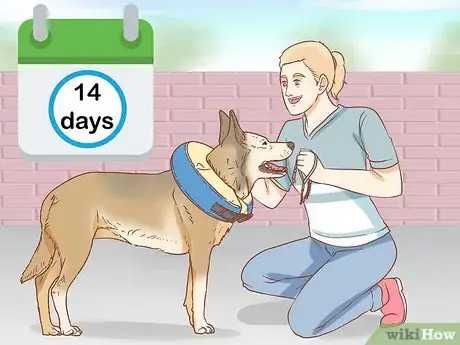 Image intitulée Keep a Dog from Licking a Wound Step 13