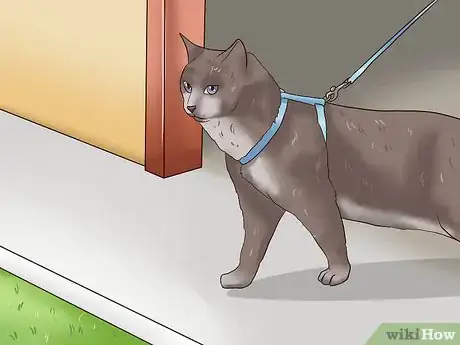 Image intitulée Leash Train a Cat Step 7