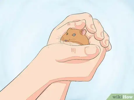 Image intitulée Hold a Hamster Step 6