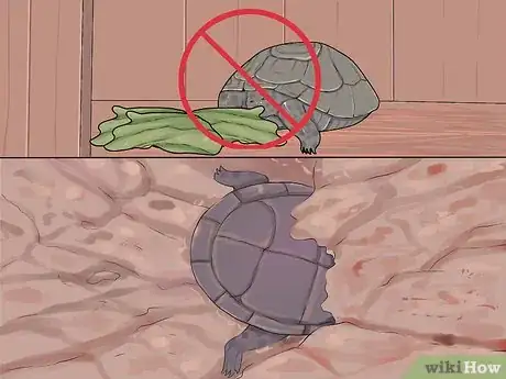 Image intitulée Care for a Hibernating Turtle Step 7
