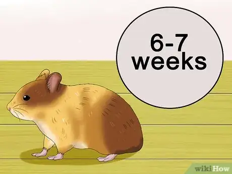 Image intitulée Know when Your Hamster Is Pregnant Step 3