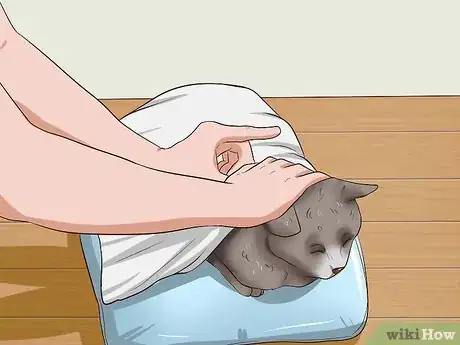 Image intitulée Clean Your Cat When He Can't Do It Himself Step 19
