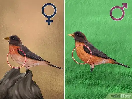 Image intitulée Tell a Male Robin from a Female Robin Step 1