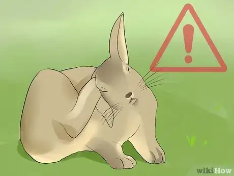 Image intitulée Clean Your Rabbit's Ears Step 11