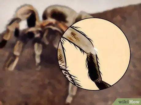 Image intitulée Tell if Your Tarantula Is Molting Step 3