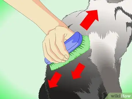 Image intitulée Get Rid of Dry Skin on Cats Step 9