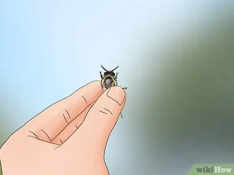 Image intitulée Identify a Queen Bee Step 13