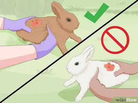 Image intitulée Care for an Injured Rabbit Step 16