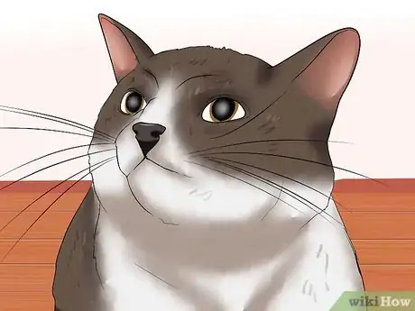 Image intitulée Identify if Your Cat Has Had a Stroke Step 6