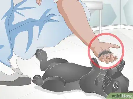 Image intitulée Earn Your Rabbit's Trust Step 14