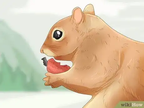 Image intitulée Keep a Pet Squirrel Step 7