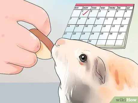 Image intitulée Make Guinea Pig Treats Step 4