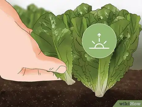 Image intitulée Harvest Romaine Lettuce Step 7