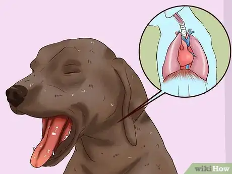 Image intitulée Identify Different Dog Worms Step 10