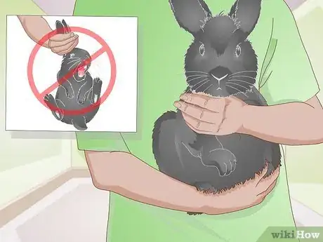 Image intitulée Earn Your Rabbit's Trust Step 13