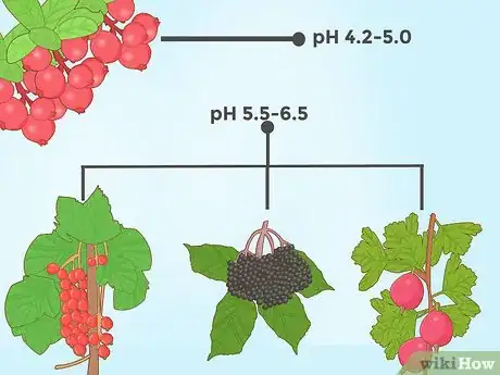 Image intitulée Lower Soil pH Step 15