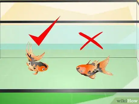 Image intitulée Set up a Fish Tank (for Goldfish) Step 8