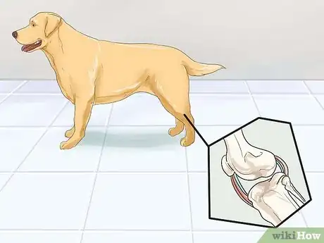 Image intitulée Help Dogs with Joint Problems and Stiffness Step 1
