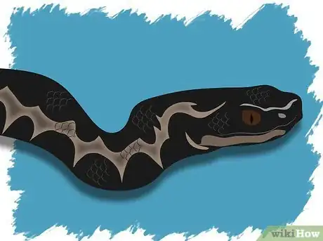 Image intitulée Identify a Venomous Snake Step 12