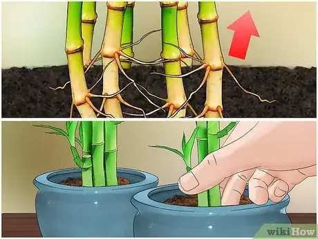 Image intitulée Care for an Indoor Bamboo Plant Step 10