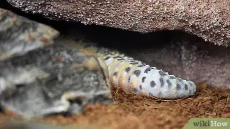 Image intitulée Care for a Leopard Gecko Step 20