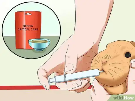 Image intitulée Treat Digestive Problems in Rabbits Step 11