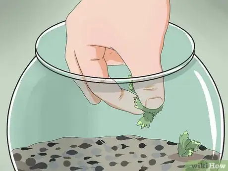 Image intitulée Make a Closed Aquatic Ecosystem Step 10