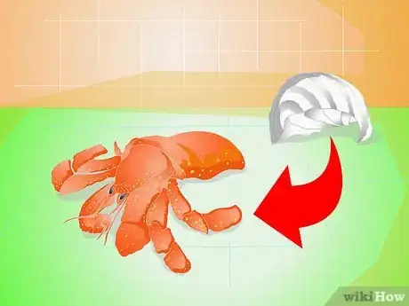 Image intitulée Know when Your Hermit Crab Is Dead Step 3