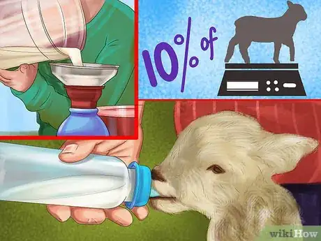 Image intitulée Bottle Feed a Baby Lamb Step 2