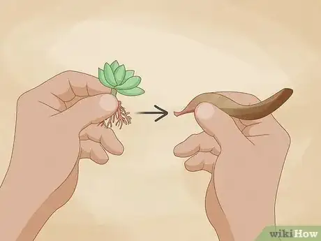Image intitulée Propagate Succulents from Leaves Step 10
