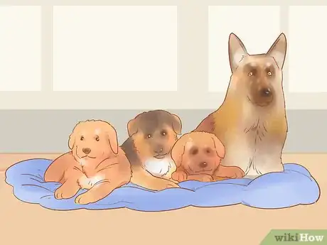 Image intitulée Choose a German Shepherd Puppy Step 11