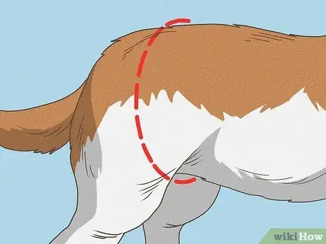 Image intitulée Detect Pregnancy in Your Female Dog Step 10
