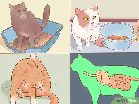 Image intitulée Know if Your Cat Is Sick Step 20