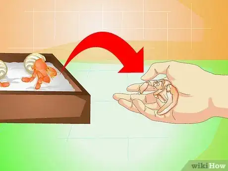 Image intitulée Know when Your Hermit Crab Is Dead Step 8