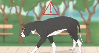 gérer une attaque de chien