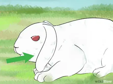 Image intitulée Read Bunny Ear Signals Step 1